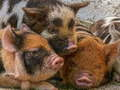 Jwèt Sou entènèt jwèt Piglet Piggy Jigsaw  sou entènèt
