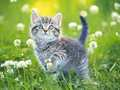 Jwèt Puzle chaton sou entènèt