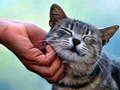 Jwèt Chat Giyad sou entènèt