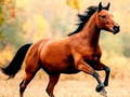 Jwèt Glise cheval sou entènèt