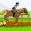 Kous cheval Kous cheval sou entènèt