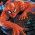 spider man spider man sou entènèt