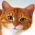Jwenn chat la  sou entènèt