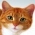 Jwenn chat la  sou entènèt
